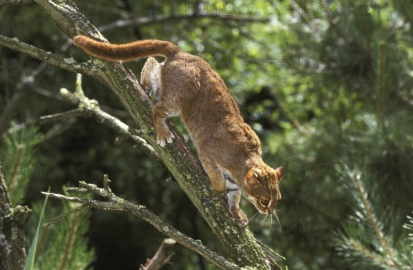 Rusty-spotted cat (prionailurus rubiginosus), adult on branch