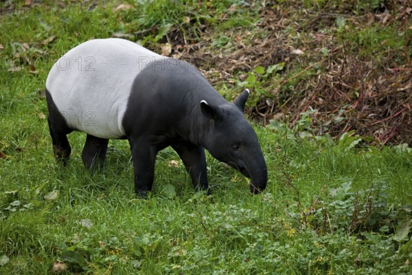 Malayan Tapir (tapirus indicus), Adult