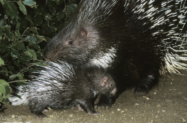 Crested porcupine (hystrix cristata), female with young