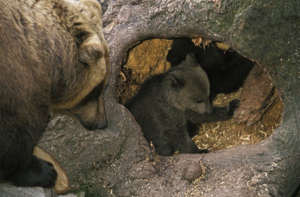 Brown bear (ursus arctos), FEMALE WITH DICE AT THE HOLLOW ENTRANCE