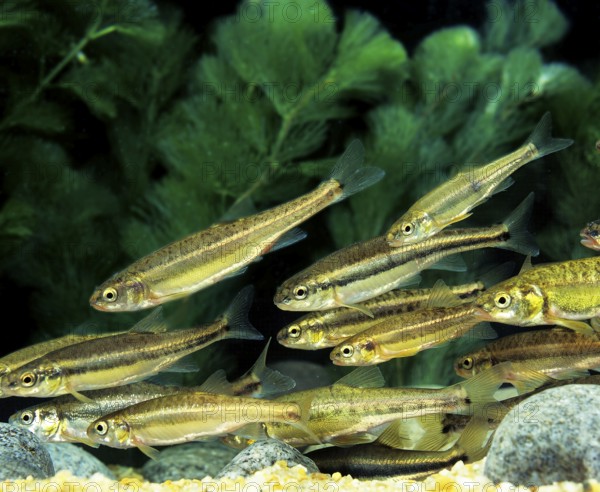 Minnow, bitterfish, minnow, minnows, bitterfish (phoxinus phoxinus), minnows, minnows, minnows,
