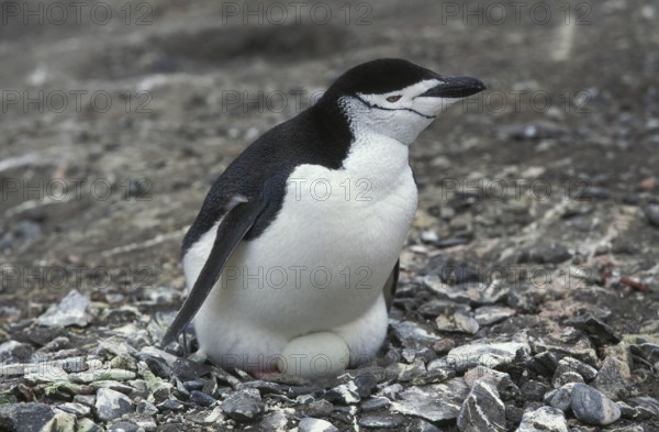Chinstrap penguin, pygoscelis antarctican, adult on its egg in the nest, Antarctica