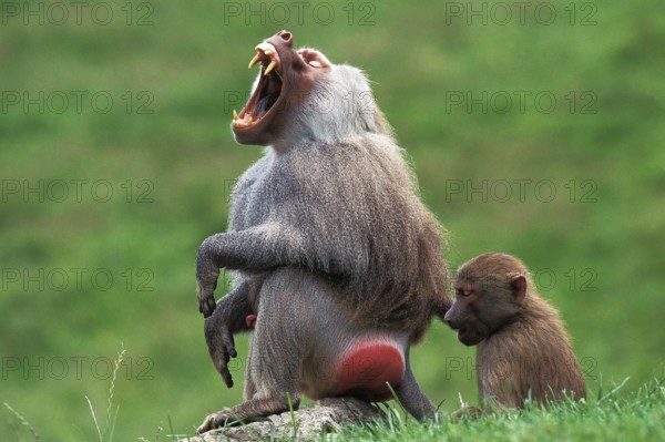 HAMADRYAS BABOON (papio hamadryas), FEMALE WITH MALE YAWNING