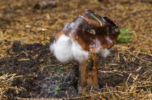 Blusher (Amanita rubescens) with mould