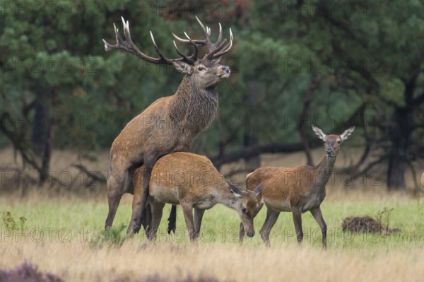 Red deer (Cervus elaphus) couple, copulating, Hooge Veluve National Park, Netherlands