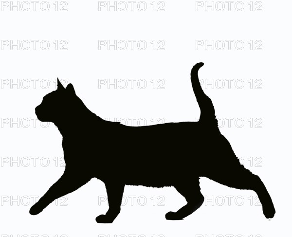 Zibeline Burmese Domestic Cat, Adult Silhouette Against White Background