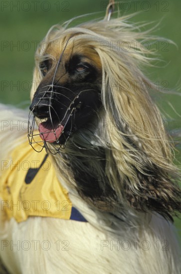 Portrait of an Afghan dog with muzzle