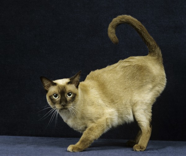 Tonkinese domestic cat, female in heat against black background