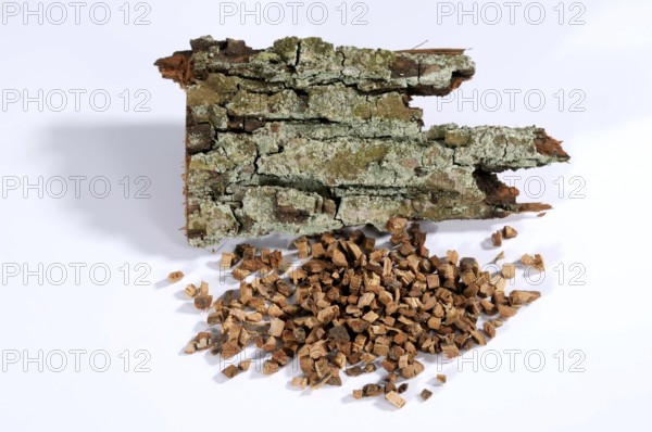 English oak (Quercus robur), bark, oak bark