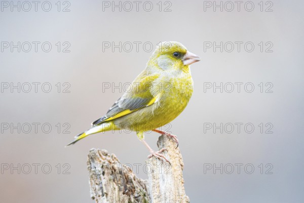 Greenfinch (Carduelis chöloris) Germany