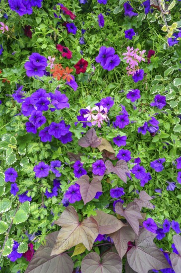 Petunias (Petunia) and hanging geraniums (Pelargonium peltatum), Allgäu, Bavaria, Germany, Europe