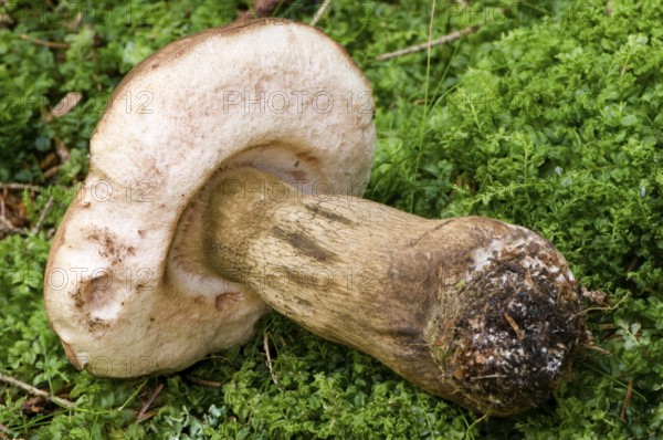 Biliary tube (Tylopilus felleus)
