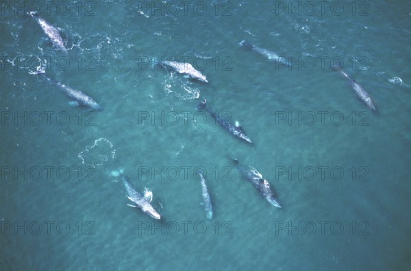 Gray whale (eschrichtius robustus) or Gray Whale, group, aerial view, Baja California in Mexico