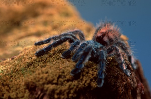 Tarantula Spider, juvenile (Avicularia versicolor), Martinique tree spider, juvenile changing