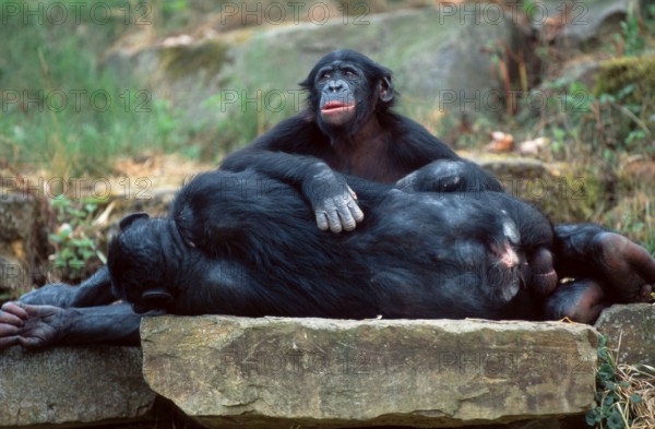 Bonobos (Pan paniscus), young and resting male
