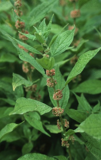 Spreading pellitory (Parietaria judaica)
