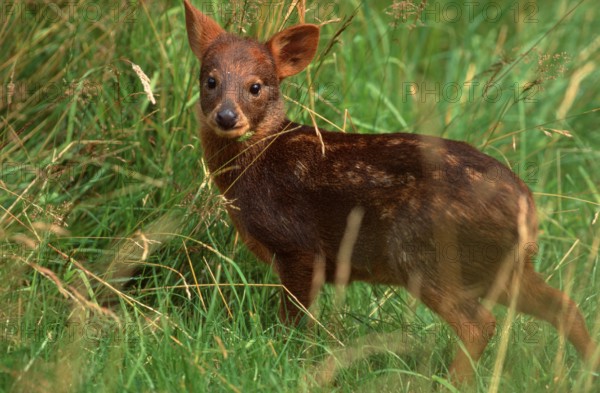 Southern Pudu, calf (Pudu pudu), Suedpudu, Jungtier, Südlicher Pudu, Südpudu, animals, Saeugetiere,