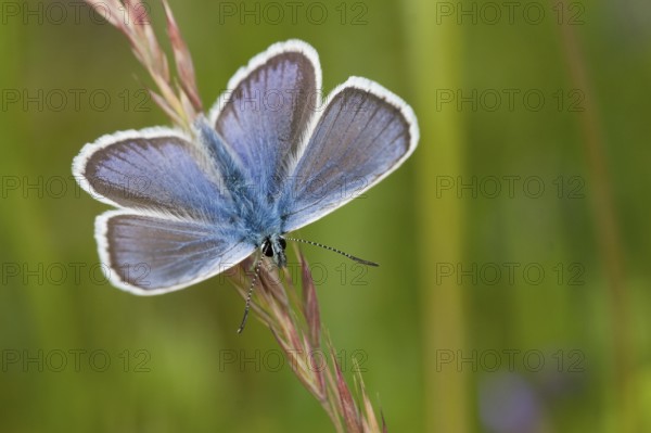 Silver-studded blue (Plebejus argus) male, North Rhine-Westphalia, Germany, Europe