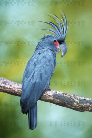 Palm Cockatoo (Probosciger atterimus)