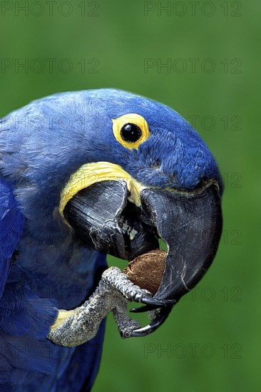 Hyacinth Macaw (Anodorhynchus hyacinthinus) eating Brazil nut, hyacinth macaw eating Brazil nut