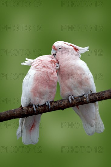 Major Mitchell's major mitchell's cockatoo (Cacatua leadbeateri), pair, care, Leadbeater's Cockatoo