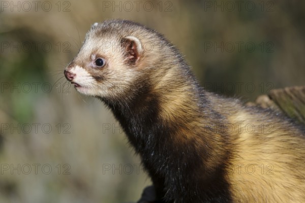 European polecat (Mustela putorius) (Putorius putorius)
