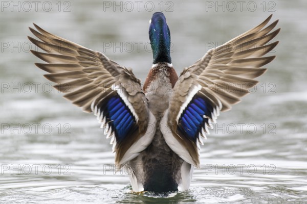 Mallard (Anas platyrhynchos) drake, Lower Saxony, Germany, Europe