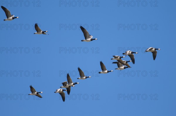 Barnacle geese (Branta leucopsis) Lower Saxony, Germany, Europe
