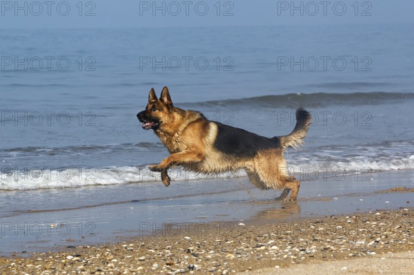 German Shepherd, Male running on Beach in Normandy