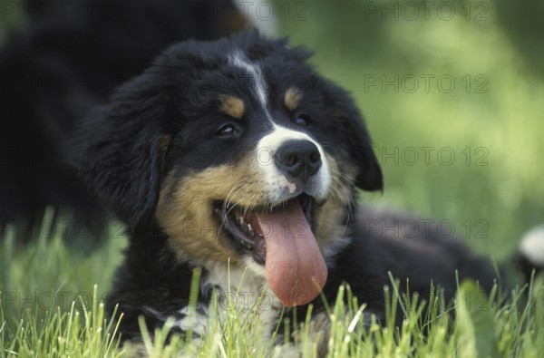 Bernese Mountain Dog, Pup with Tongue out