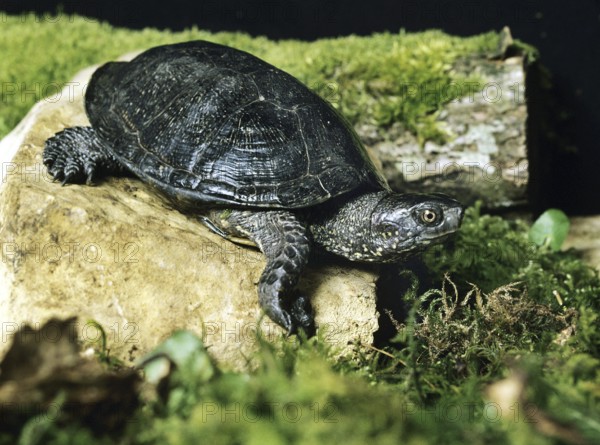European Pond Turtle (emys orbicularis)