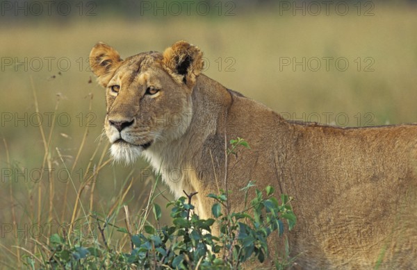 African Lion (panthera leo), Female, Masai Mara Park in Kenya