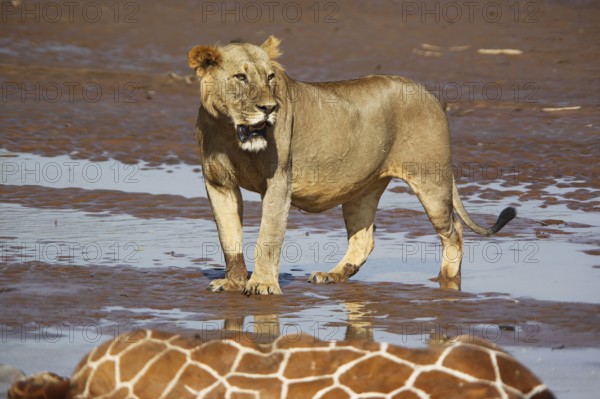 African Lion (panthera leo), Young Male Eating Reticulated Giraffe Stuck and Drown in River,