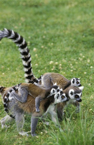 Ring Tailed Lemur (lemur catta), Female with Baby on Back