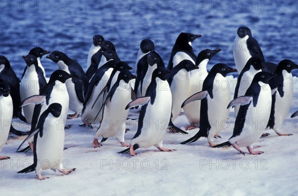 ADELIE PENGUIN (pygoscelis adeliae), COLONY ON PAULET ISLAND, ANTARTICA