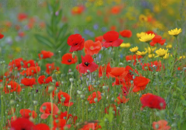 Corn poppy in meadow, flower mix, wild flowers