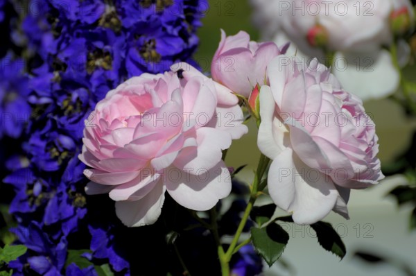 Shrub Rose with (Delphinium) in the Garden