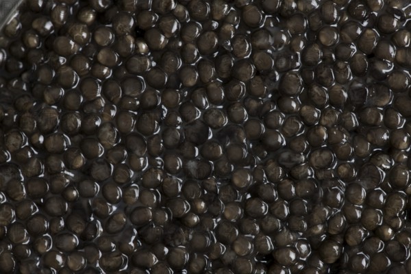 CAVIAR, STURGEON