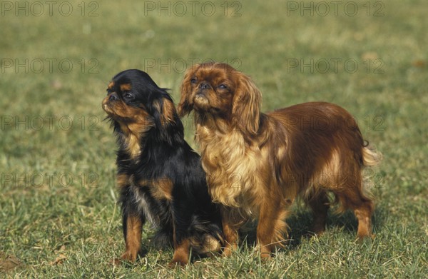 King Charles Spaniel Dog