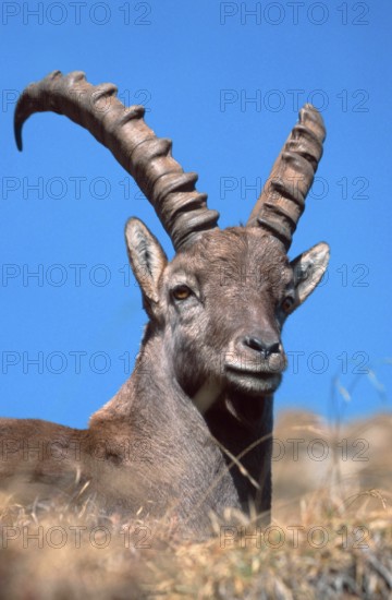 Alpine ibex (Capra ibex), Bernese Oberland () (alps) (Europe) (mountains) (mountains) (mammals)