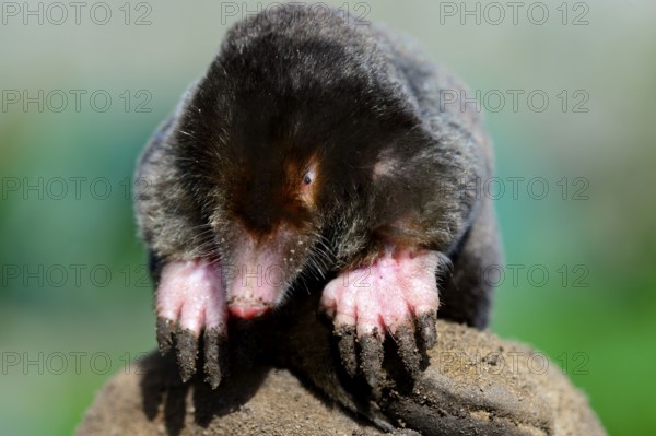 European Mole, European Mole, European moles (Talpa europaea), European Moles, Insectivores,