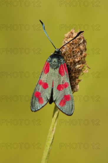 Six-spot burnet (Zygaena filipendulae), Rhineland-Palatinate Germany