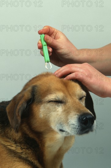 Mongrel dog, tick is removed