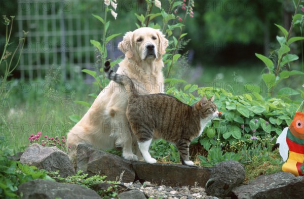 Golden Retriever and Domestic Cat