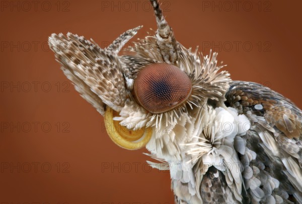 Portrait of a 5 mm large moth (Tineidae)