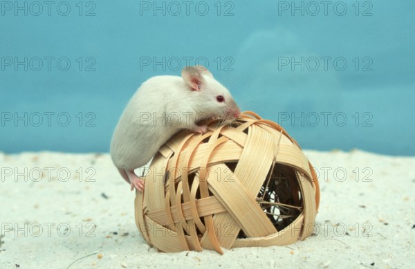 White Mouse, House Mouse