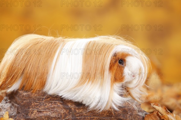 Peruvian guinea pig, red and white