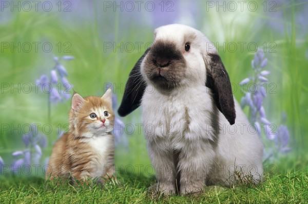 Schopfohr dwarf rabbit and kitten