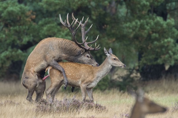 Red deer (Cervus elaphus) , Hooge Veluwe National Park, Gelderland, Netherlands
