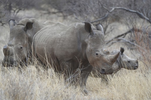 White rhino with young, Limpopo, South Africa, Africa